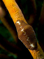   rare Fingerprint cyphoma cowry was found same soft coral much more common Flamingo tongue cowry.  
